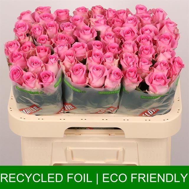 Роза од. Ривайвел 60, шт.