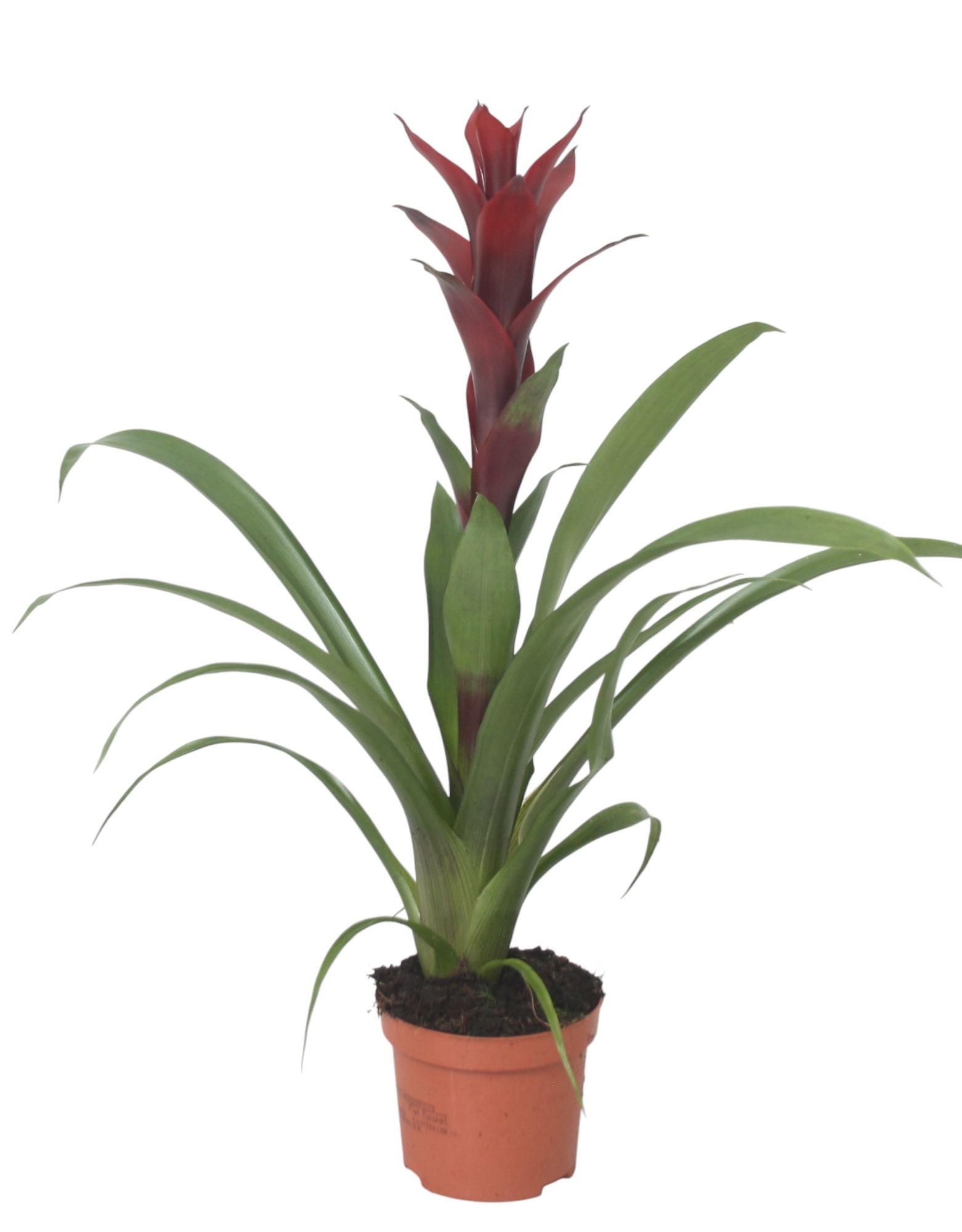 Guzmania Switch, D 9