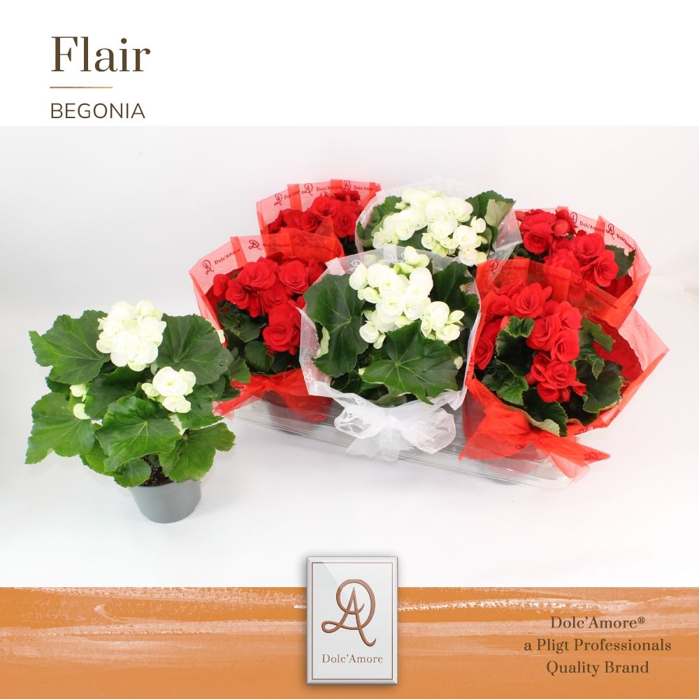 Begonia Roma Mix P14 Dolc'Amore® Organza Hoes, D 14