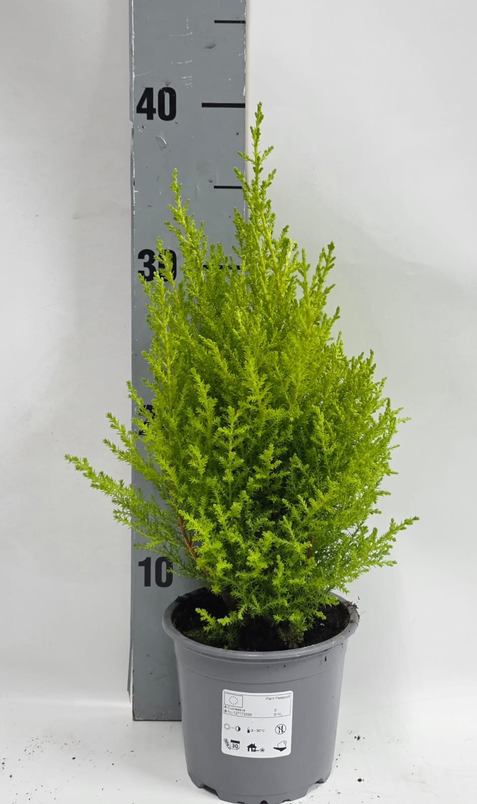 Cupressus piramide 12cm, D 12