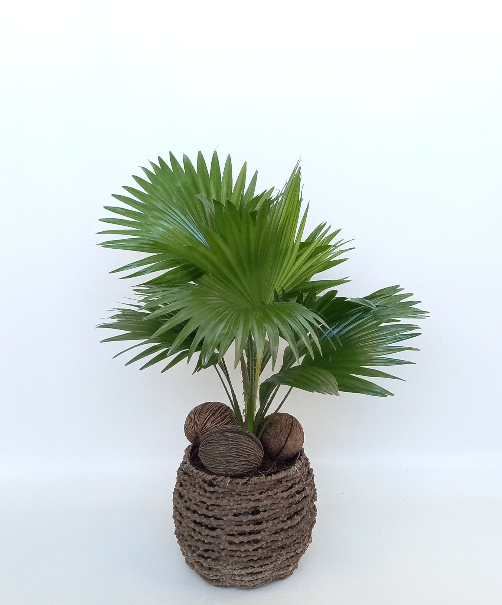 Livistona in gevlochten caryota pot, D 19