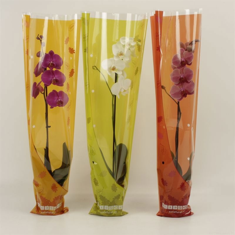 Phalaenopsis gemengd 1 tak gemengd in herfst hoes, D 12 cm