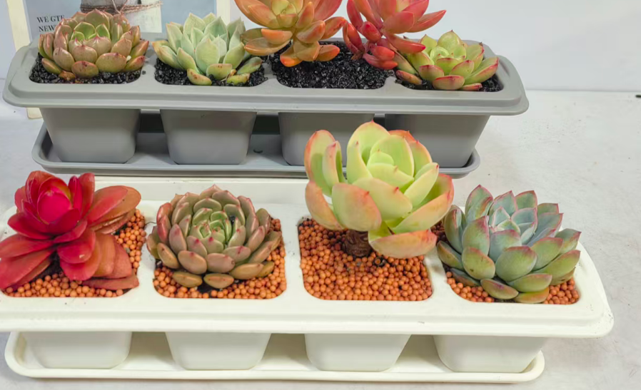 суккулент Фаур Симпле оф пиекес 9 12