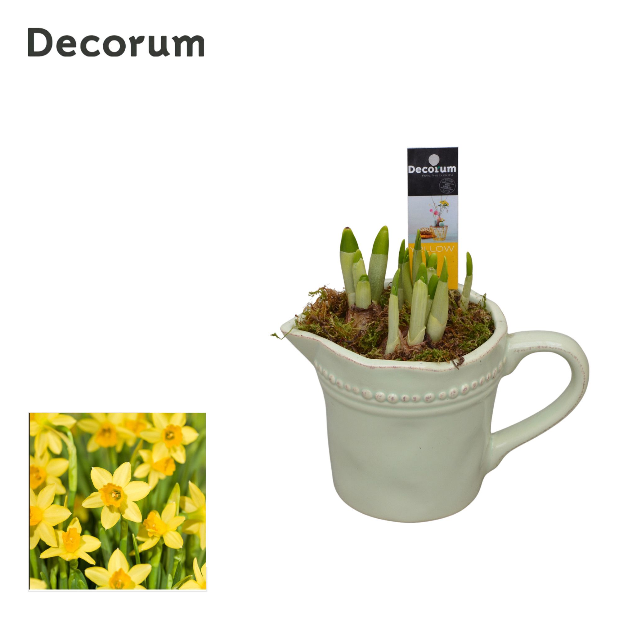 Narcis Little Jug HL11333N, D 10