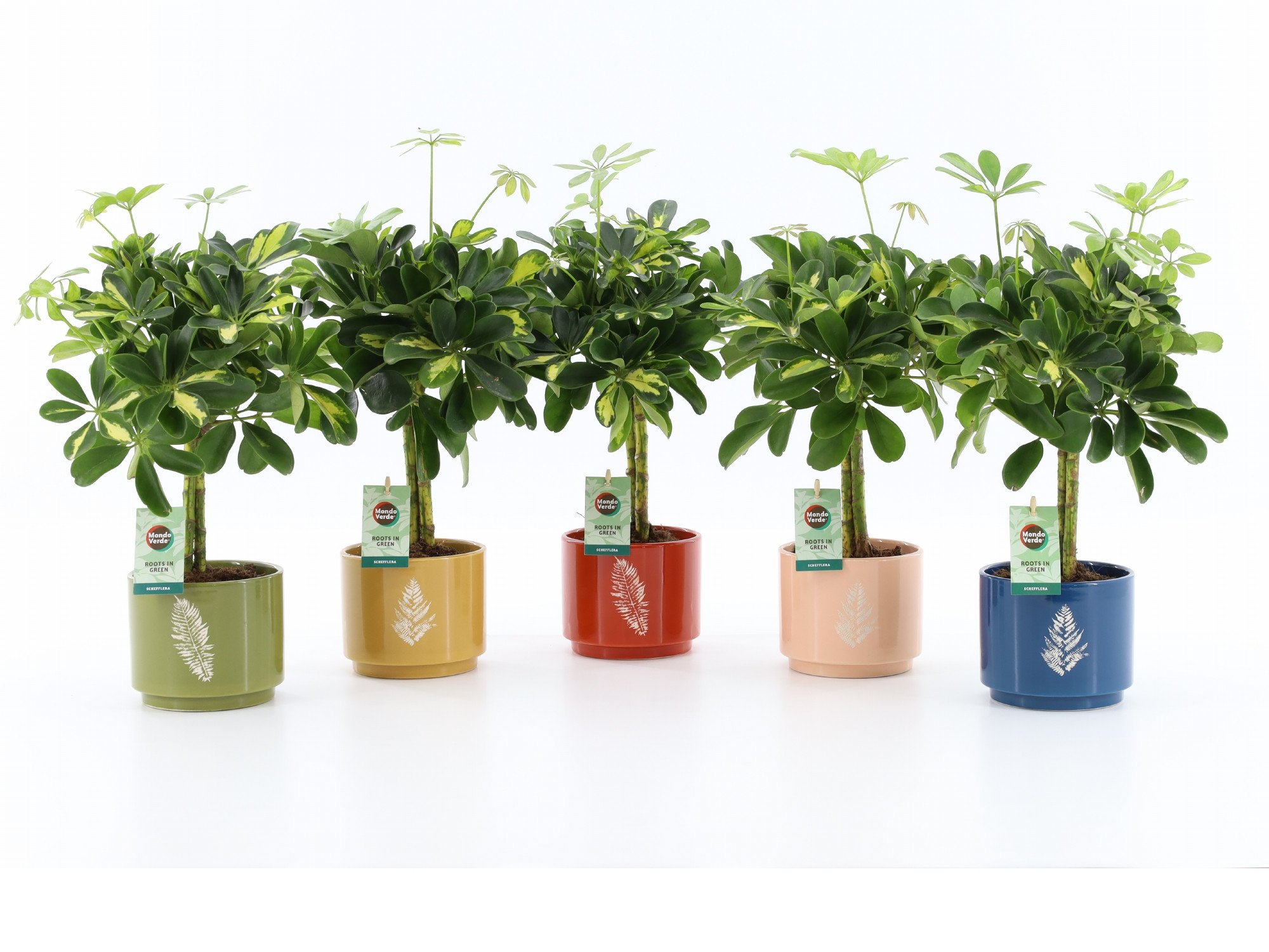 Schefflera Gold Capella in Artistique Keramiek, D 13