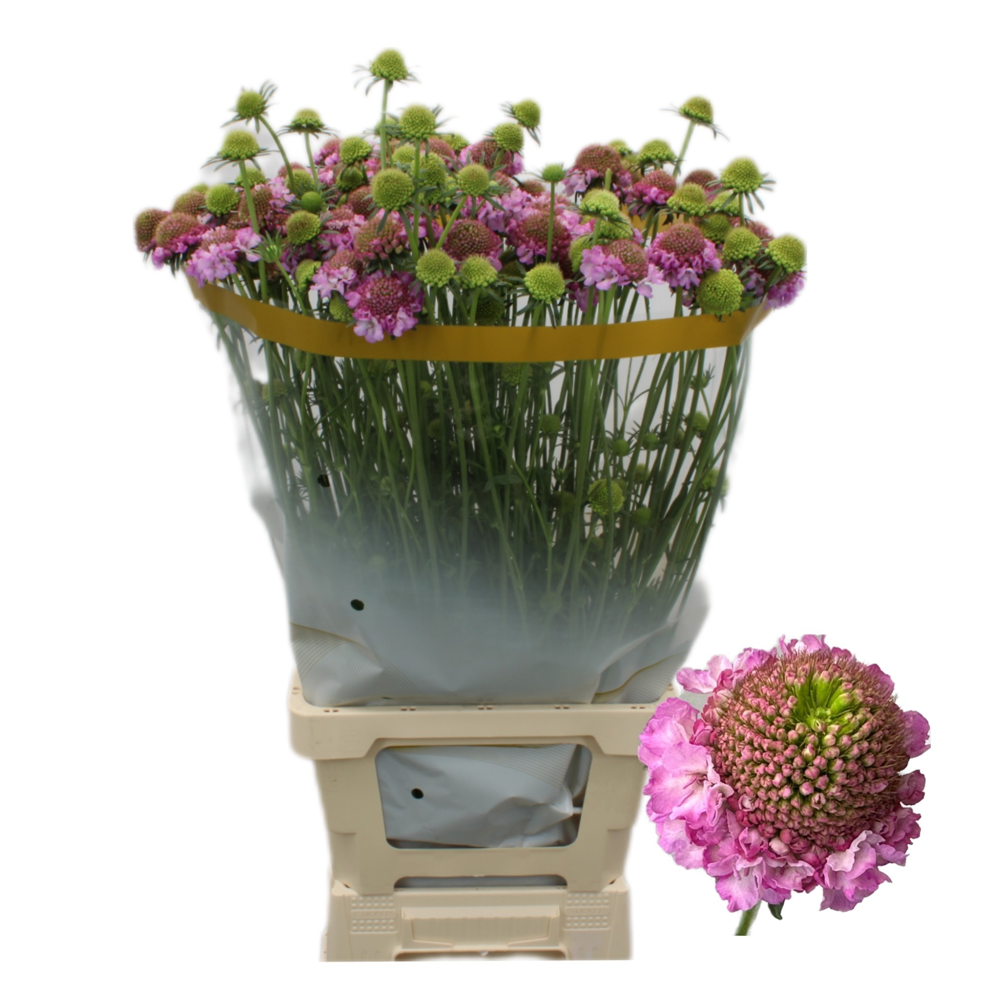 Скабиоза Фокал Лила Скуп 70, шт.