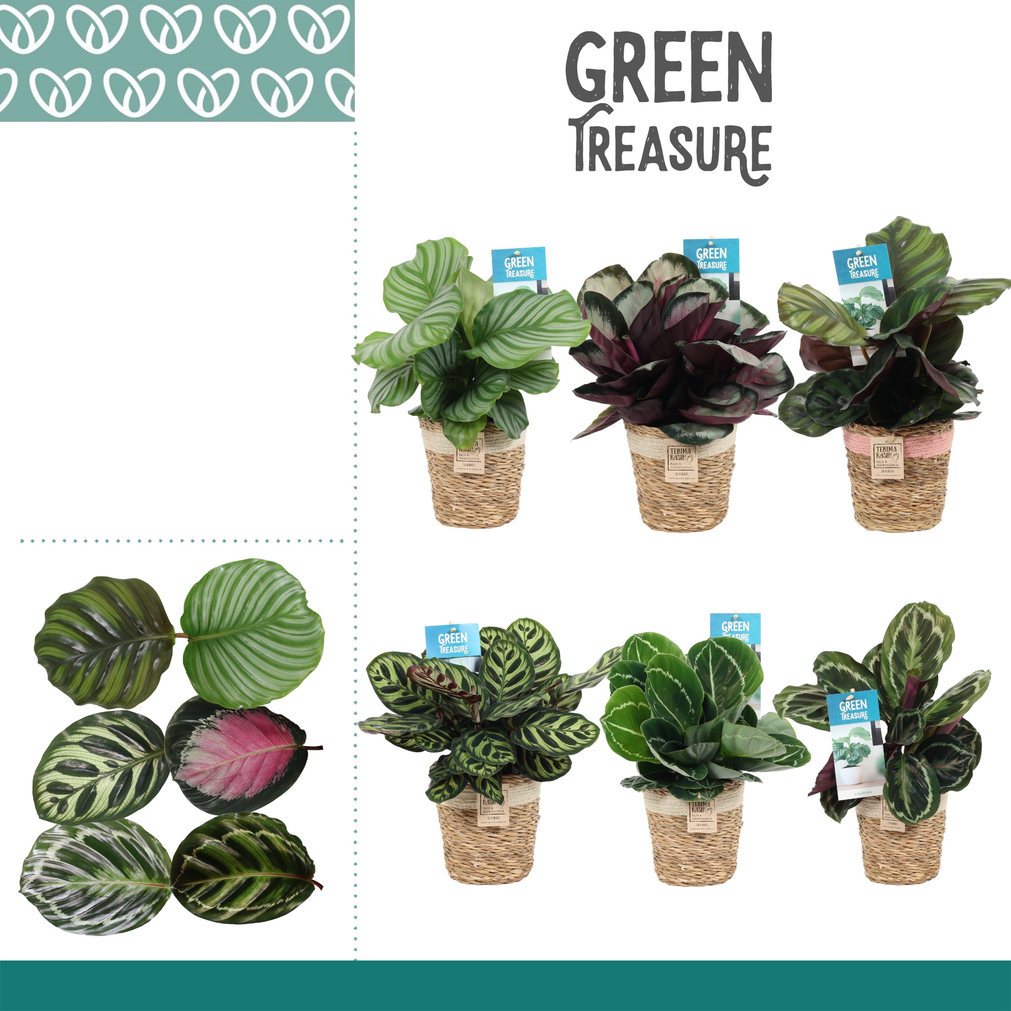 Calathea Mix in Gaby mand creme/roze, D 12 cm