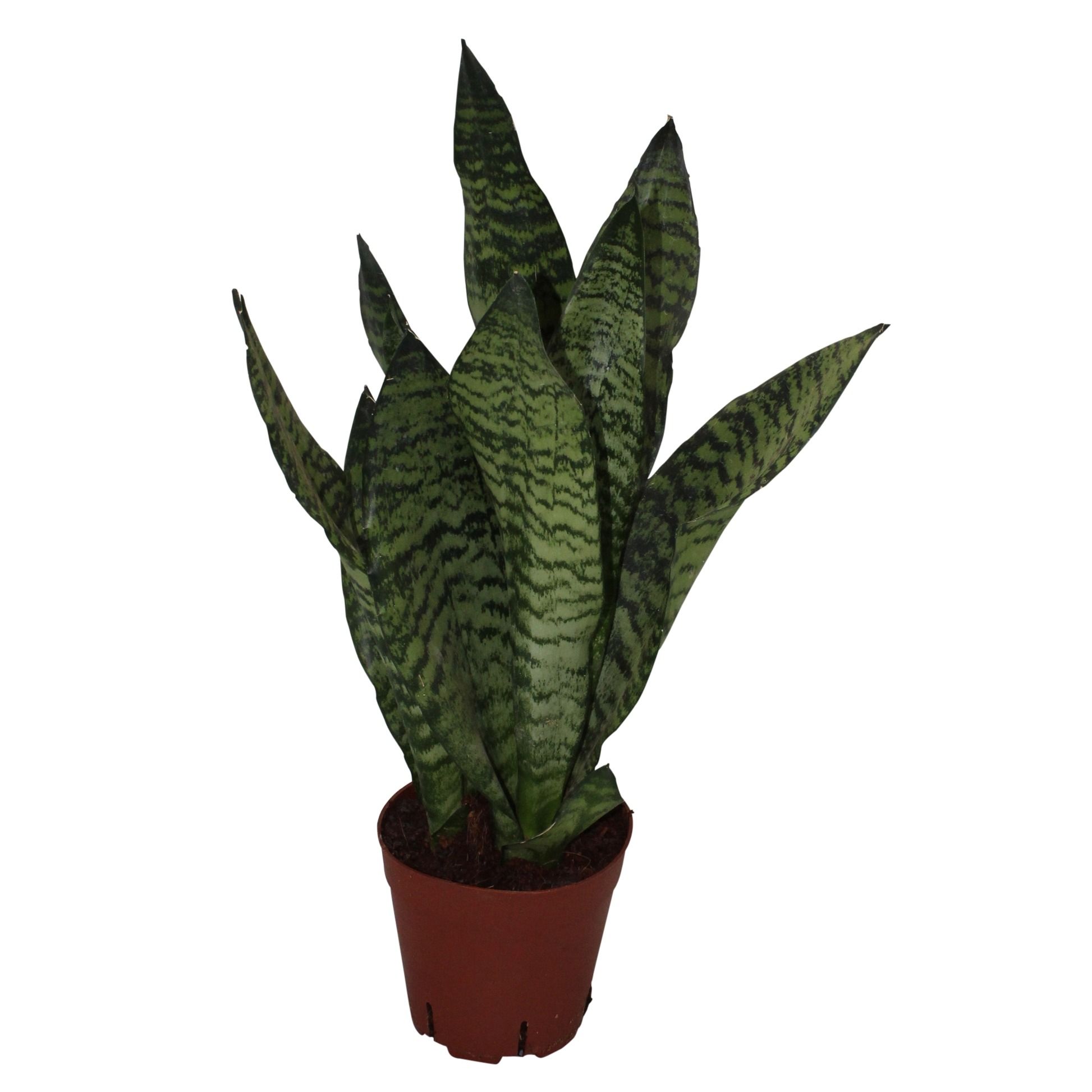 Sansevieria Zeylanica, D 14