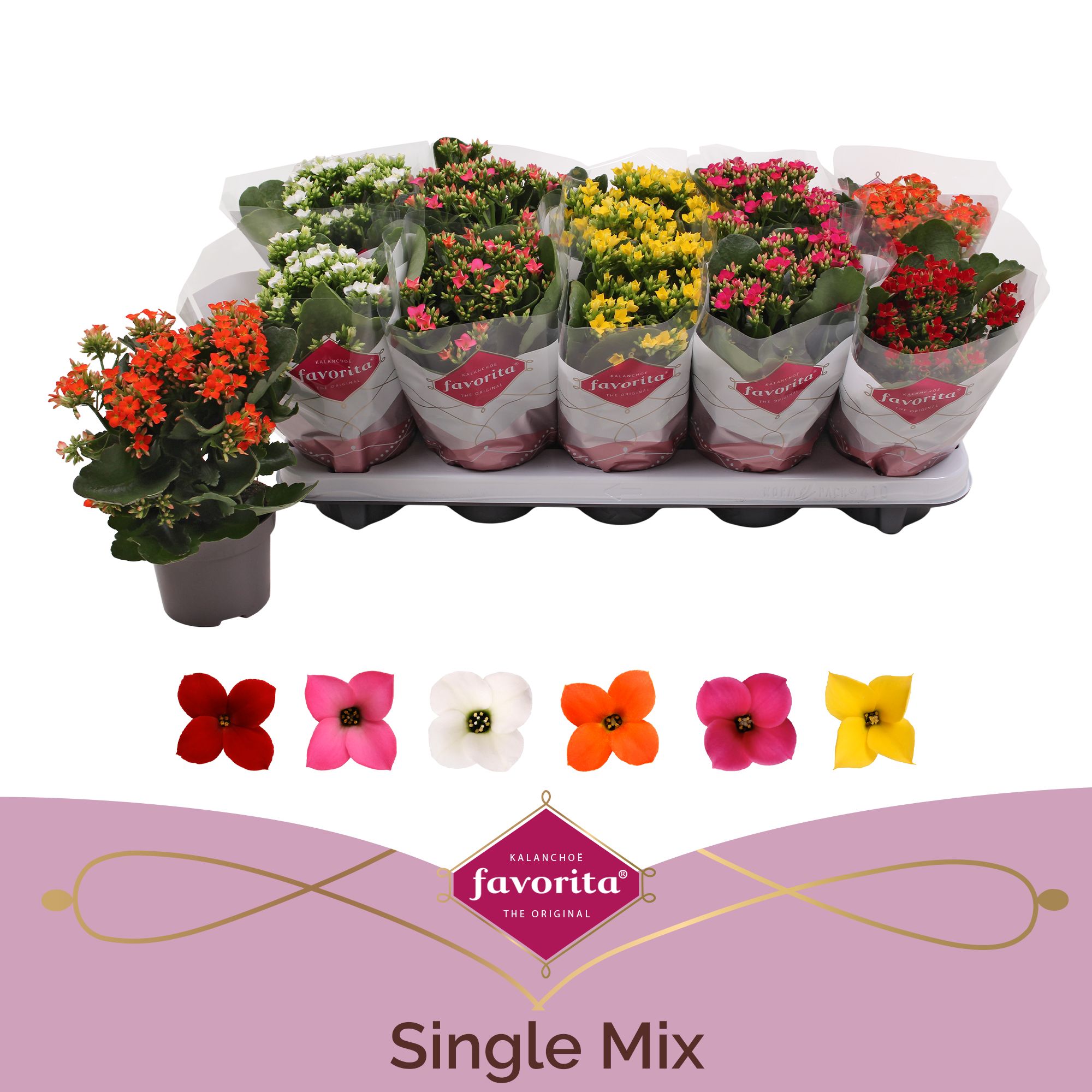 Kalanchoe Favorita 6 colour mix, D 10,5