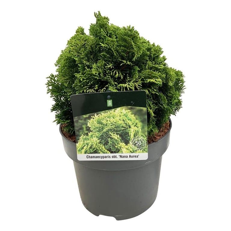 Chamaecyparis o. 'Nana Aurea', D 23