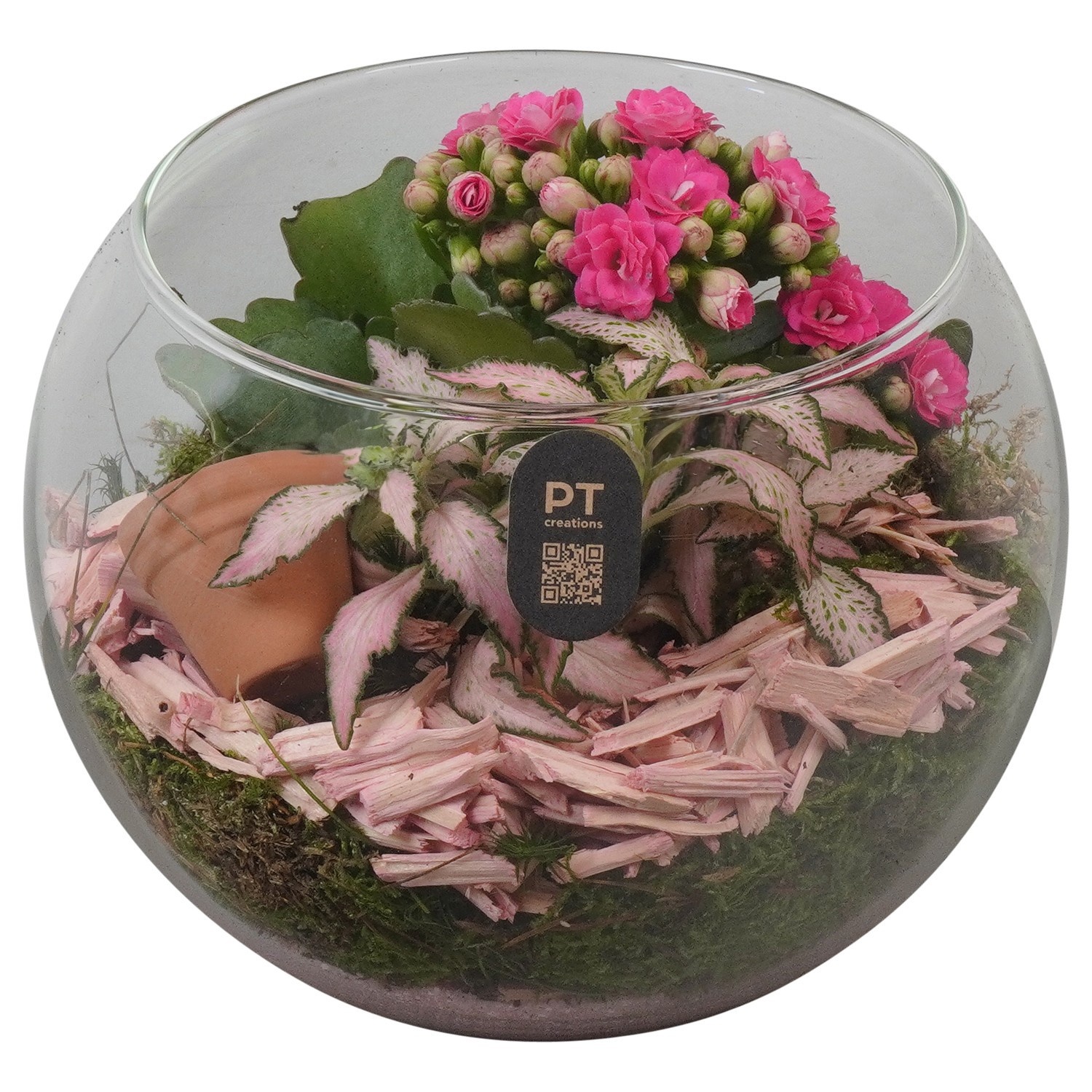 PTIG2615 Arrangement Indoor in glazen vissenkom, D 16