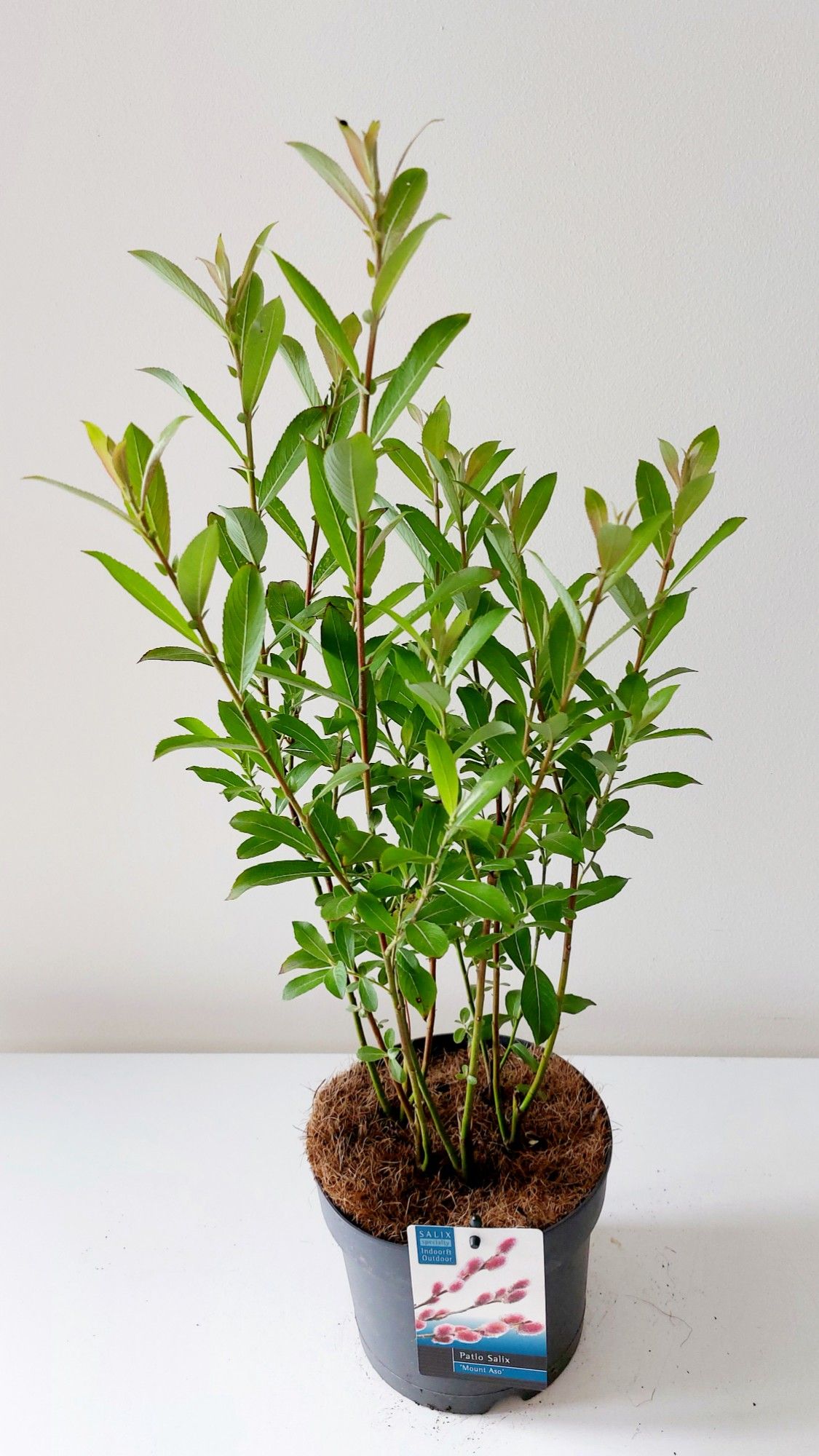 Salix Mount Aso bush p17, D 17 cm