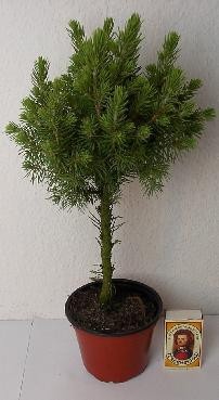 PICEA GLAUCA 'CONICA', D 9 cm