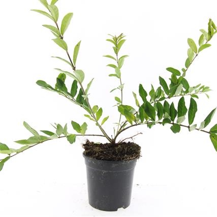 Ligustrum obtusifolium regelianum, D 14 cm