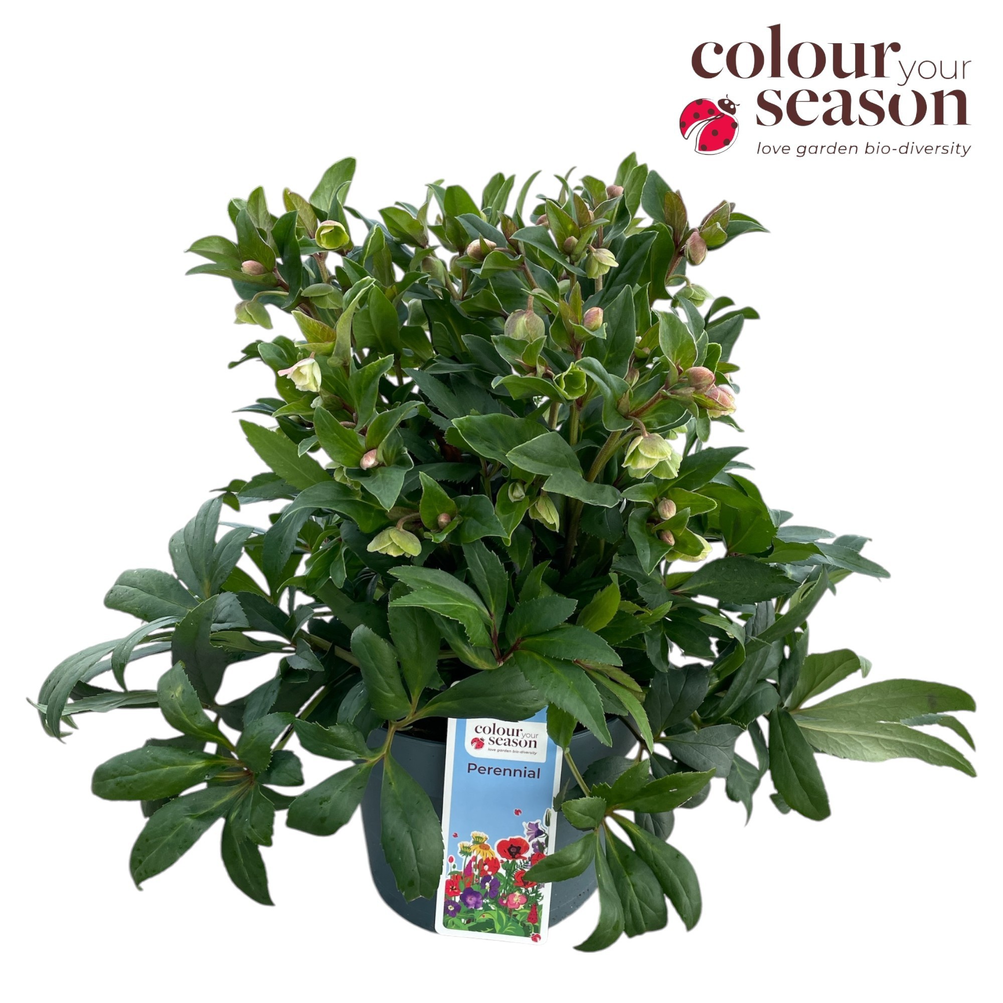 Helleborus 'Winterbells' P23, D 23 cm