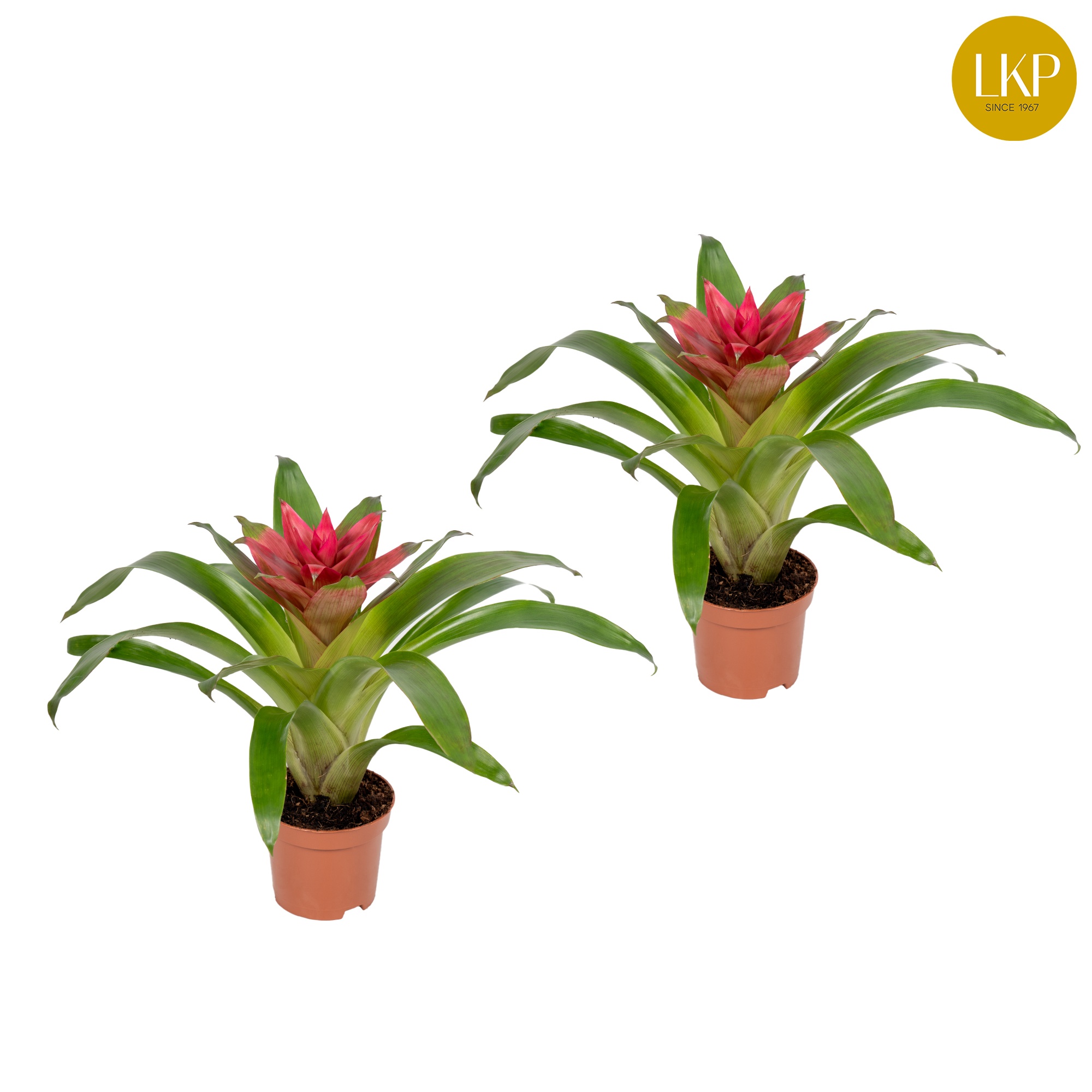 Guzmania Etude Roze (Zonder Hoes), D 10,5