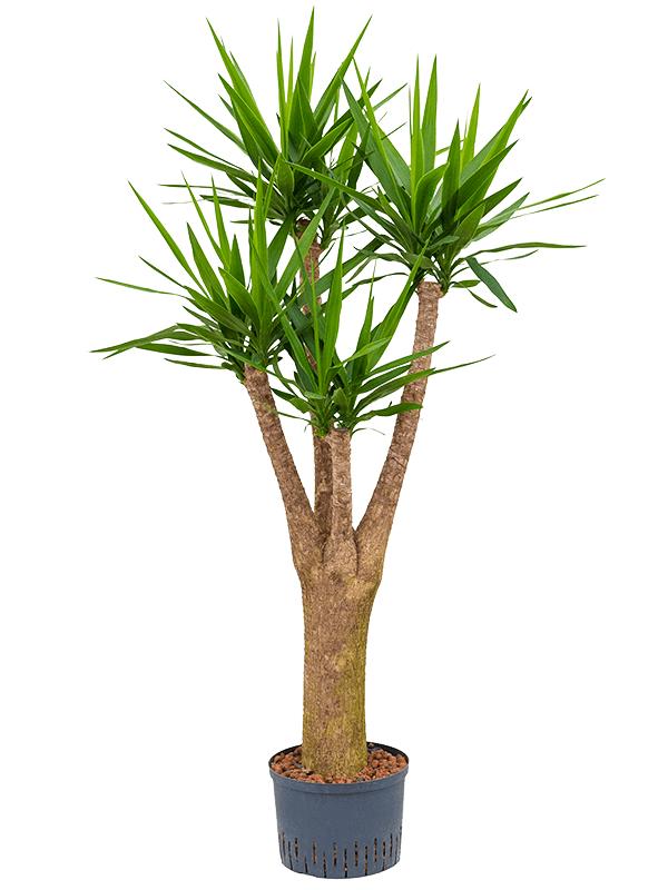 Yucca elephantipes, D 28