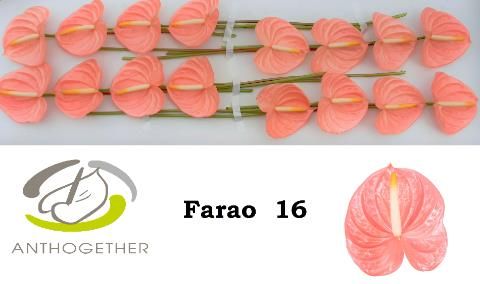 Антуриум Фарао x16, шт.