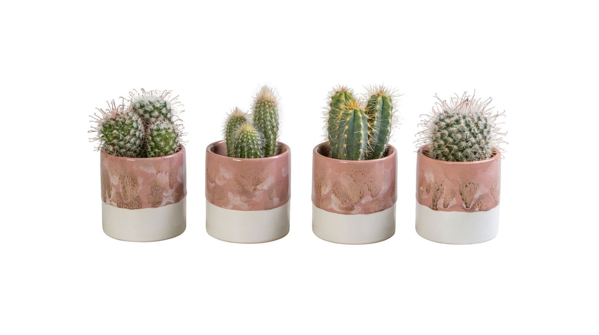 L 65826 with Cactus Mix 6 cm, D 6