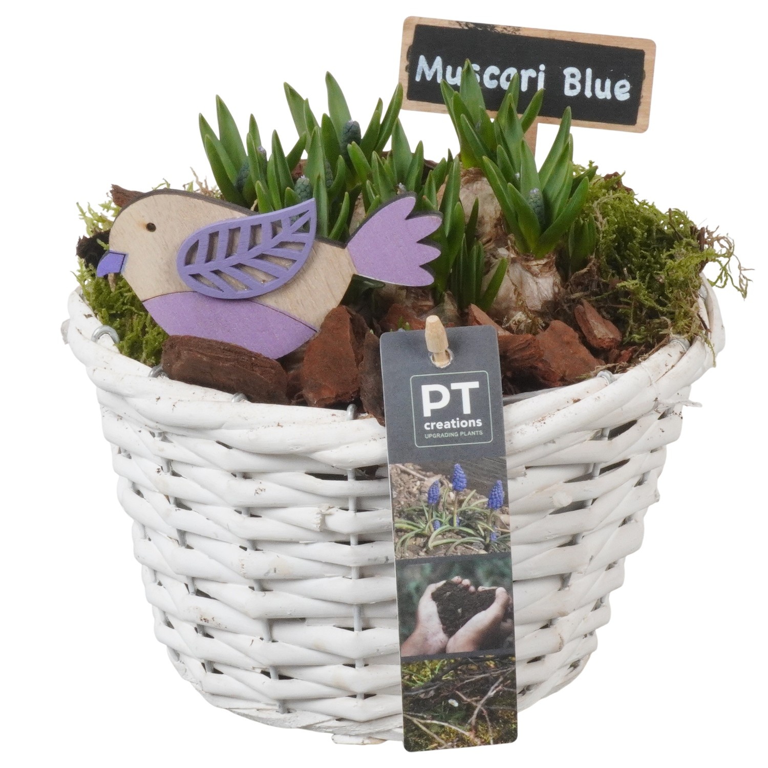 PTMB6229 Arrangement Muscari Blue in riet mand, D 18