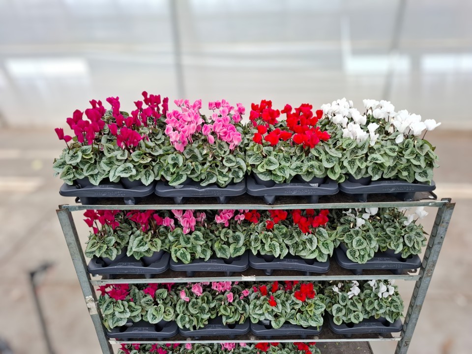 Cyclamen Midi Super Serie Rembrandt Mixlaag (Cyclaam), D 12 cm Cyclamen Midi Super Serie Rembrandt Mixlaag (Cyclaam), D 12 cm