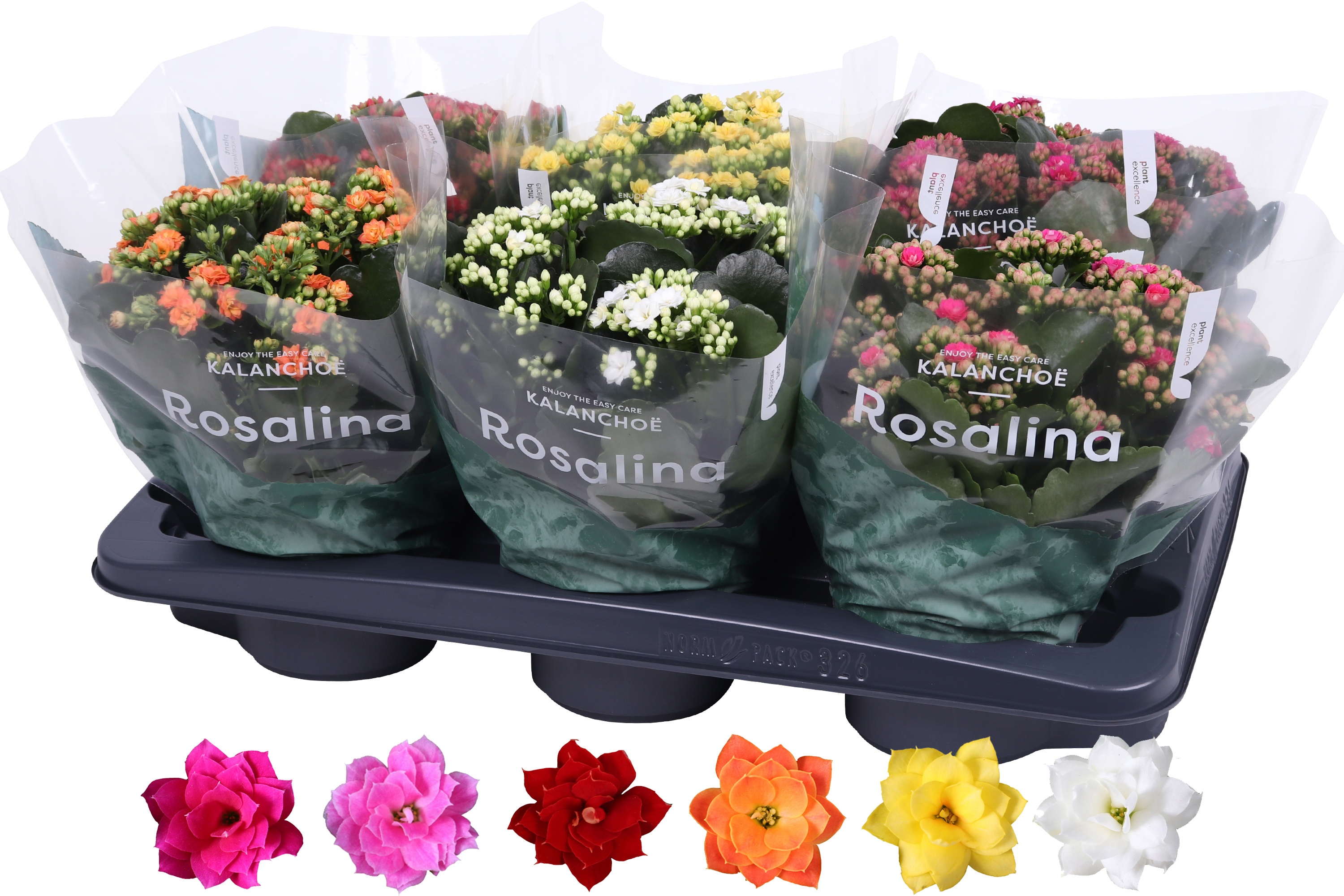 Kalanchoe Rosalina 15cm mix, D 15