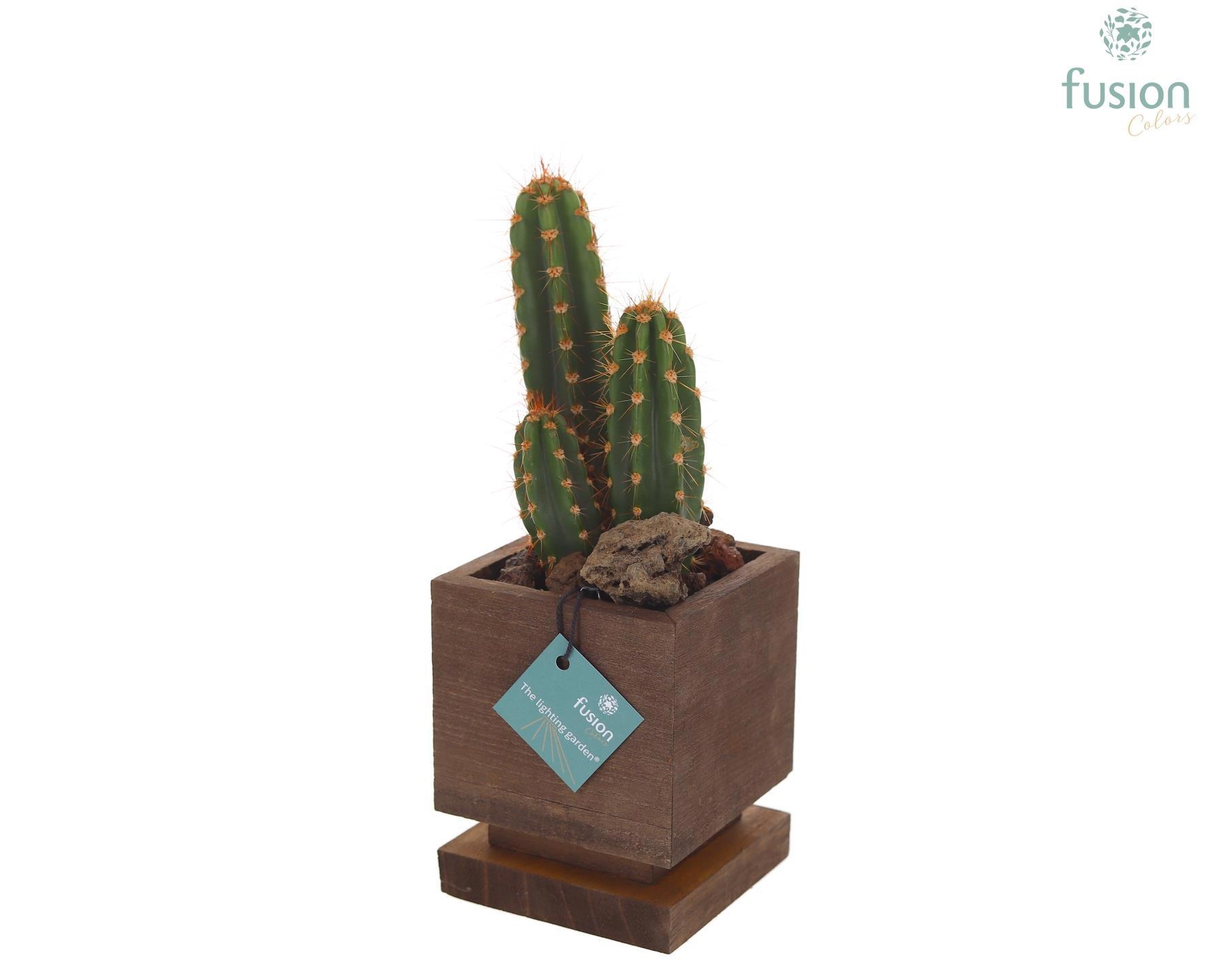 The Lighting Garden LED vierkant donker bruin Small met Cactus, D 10