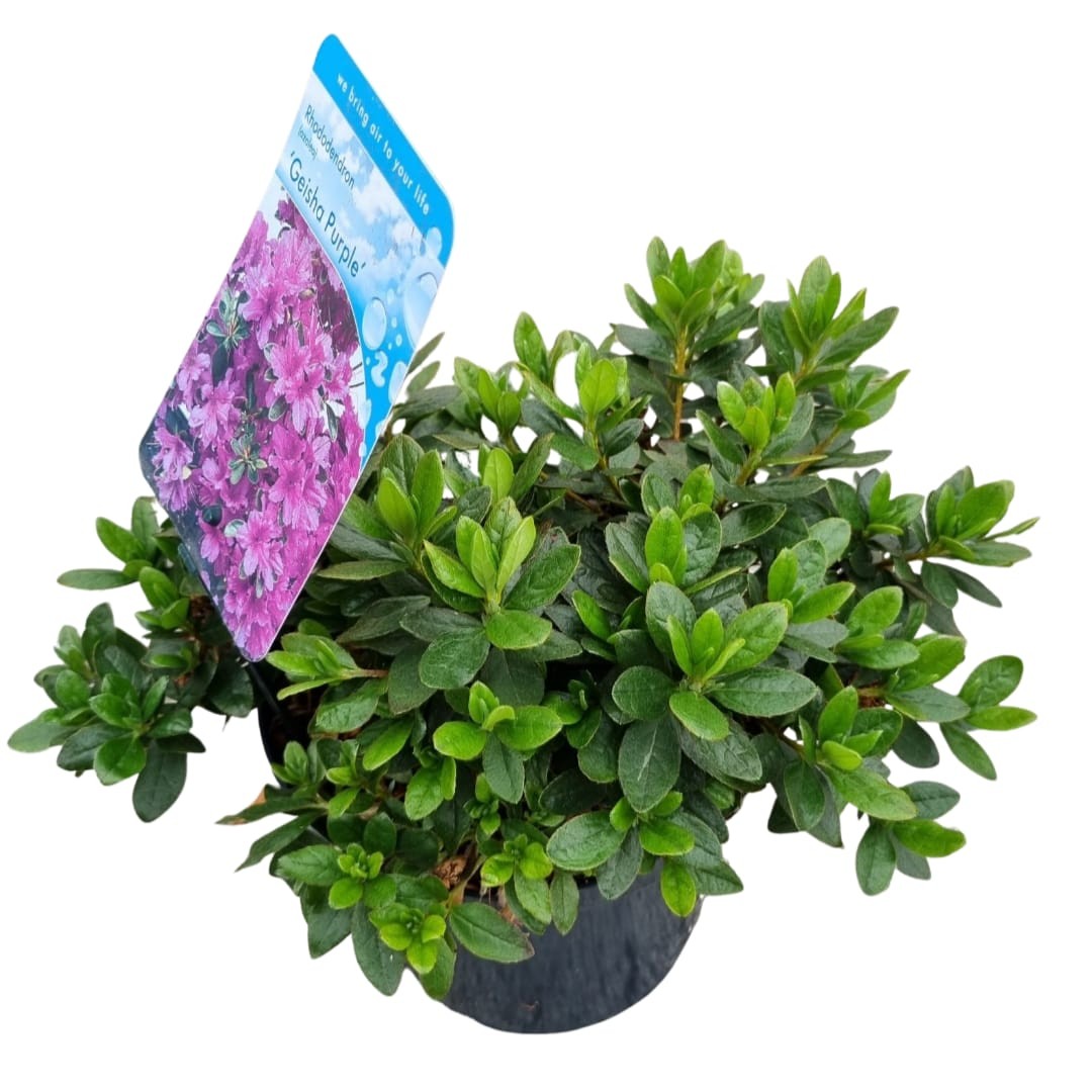 Rhododendron (AJ) 'Geisha Purple', D 18 cm