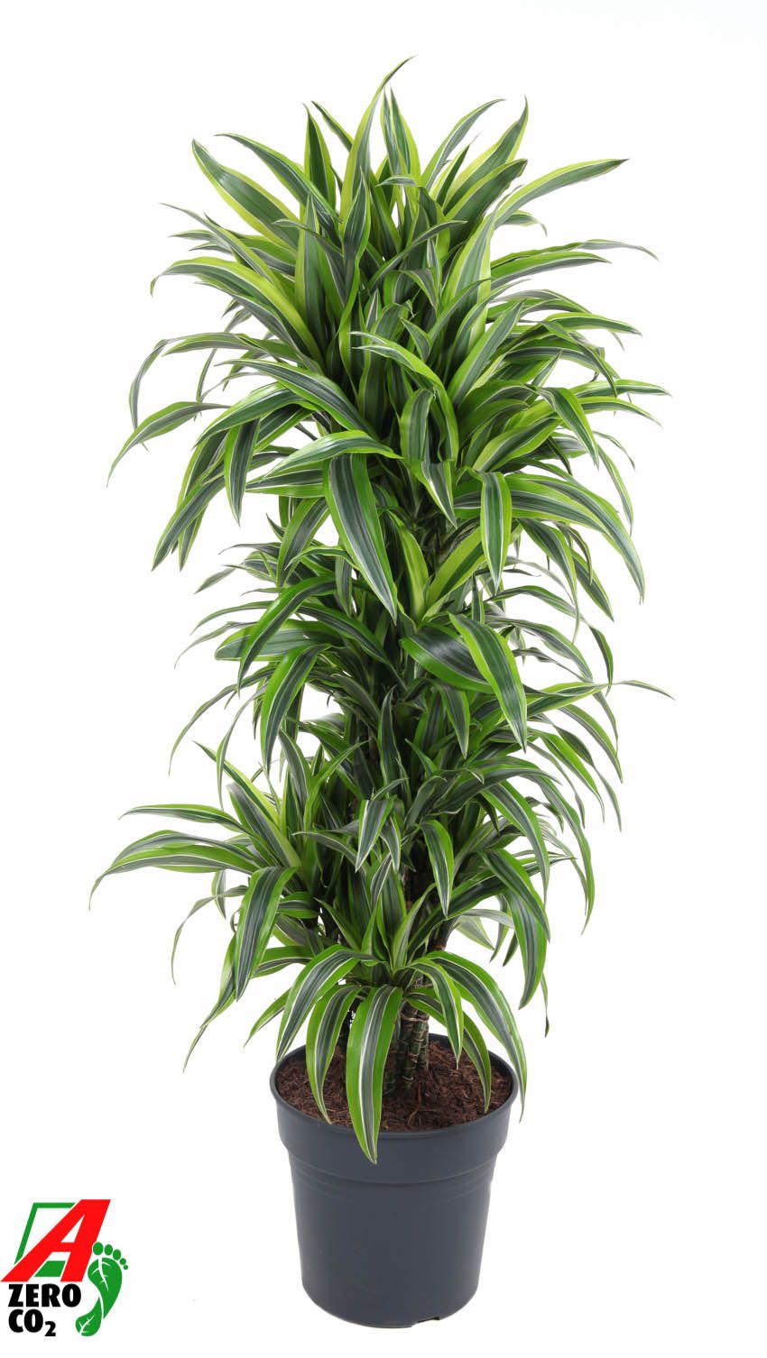 Dracaena Lemon Lime vertakt P31, D 31