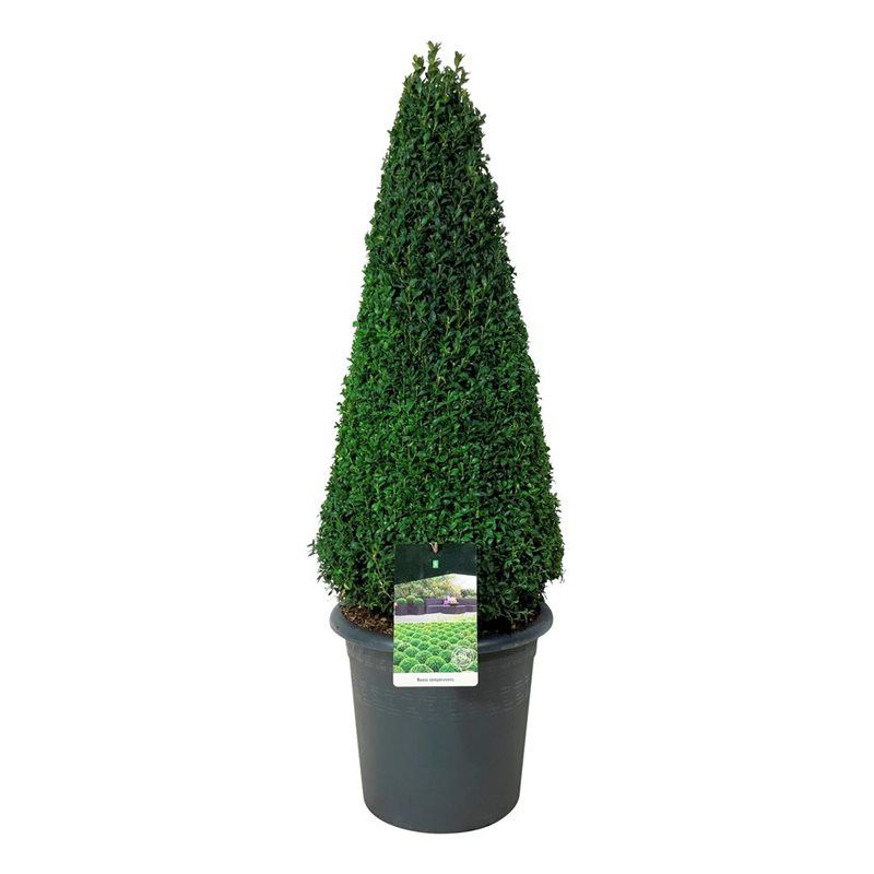 Buxus sempervirens, D 33