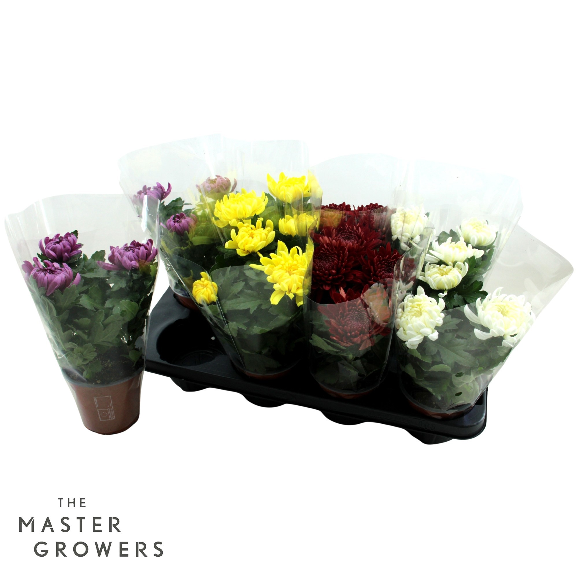 Deco Chrysant Cosmo Mix 12cm 3pp, D 12 cm