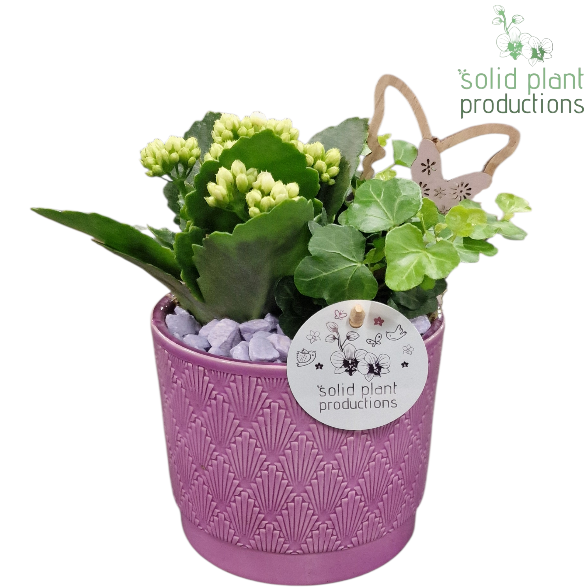 KH001 Ariël Lila, D 12