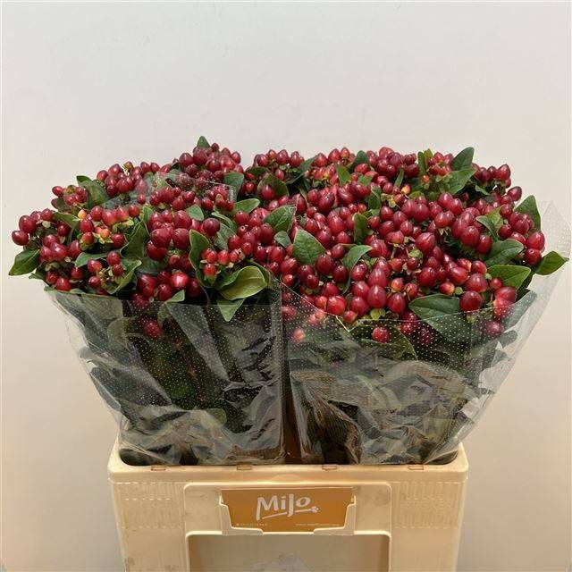 Гипперикум Мэджикал Роял Рэд 60, шт.