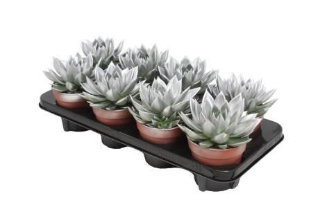 Miranda coloured silver, D 12 cm