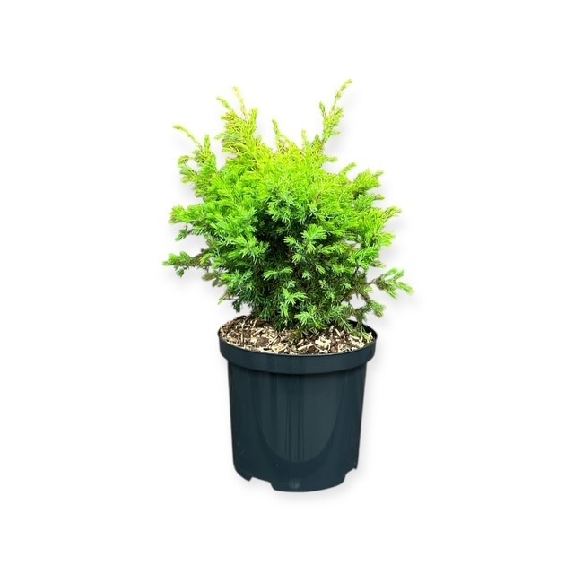 Juniperus c. 'Gold Cone', D 18