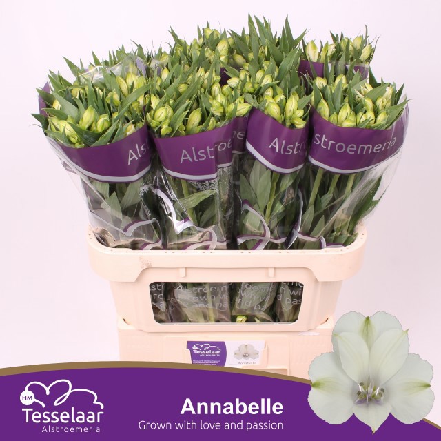Альстромерия Аннабелль (бел.), шт.