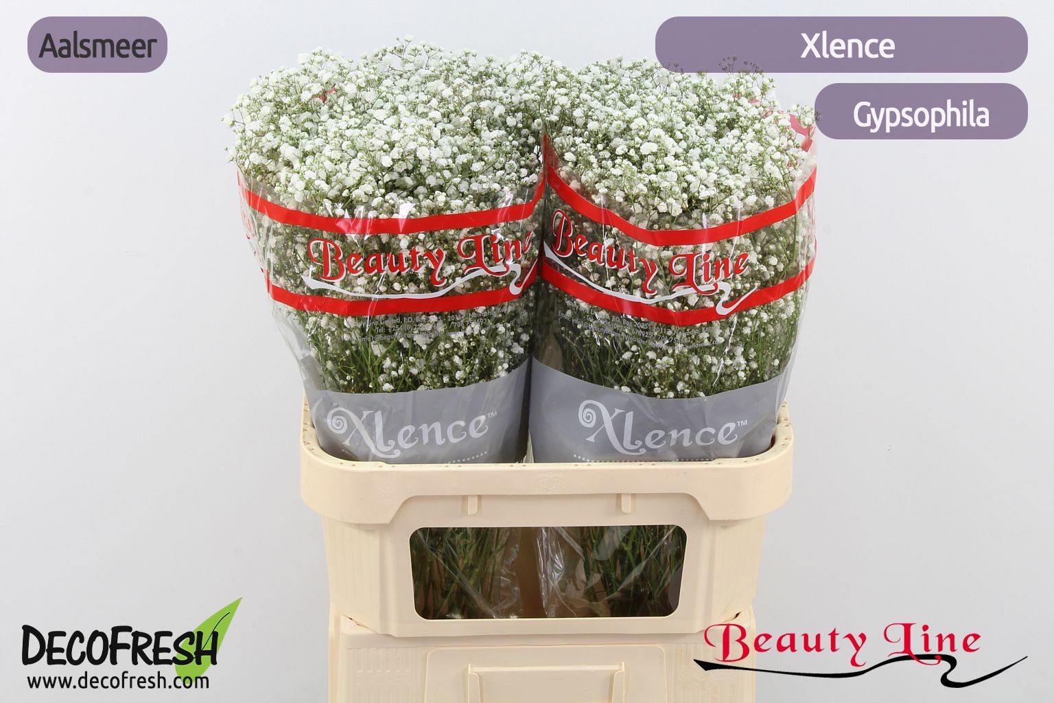 Гипсофила Экселенс 80, шт.