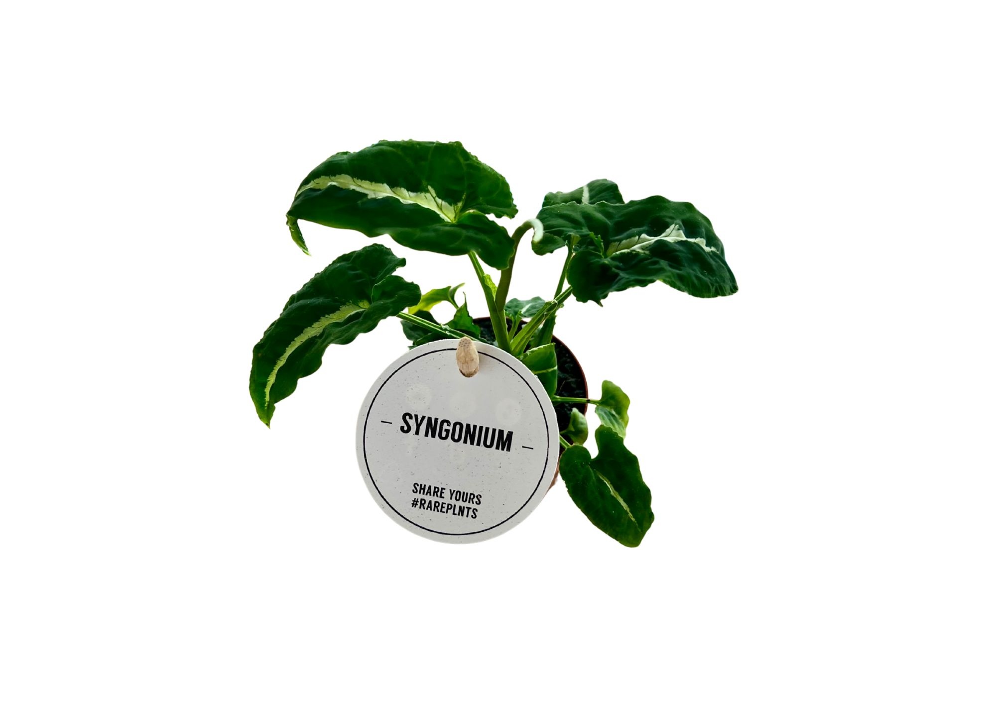 Syngonium Wendlandii, D 6 cm