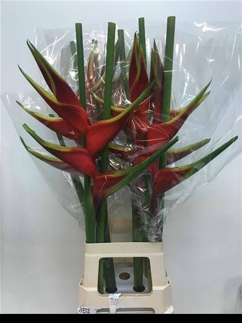 Геликония Овериг 90, шт.