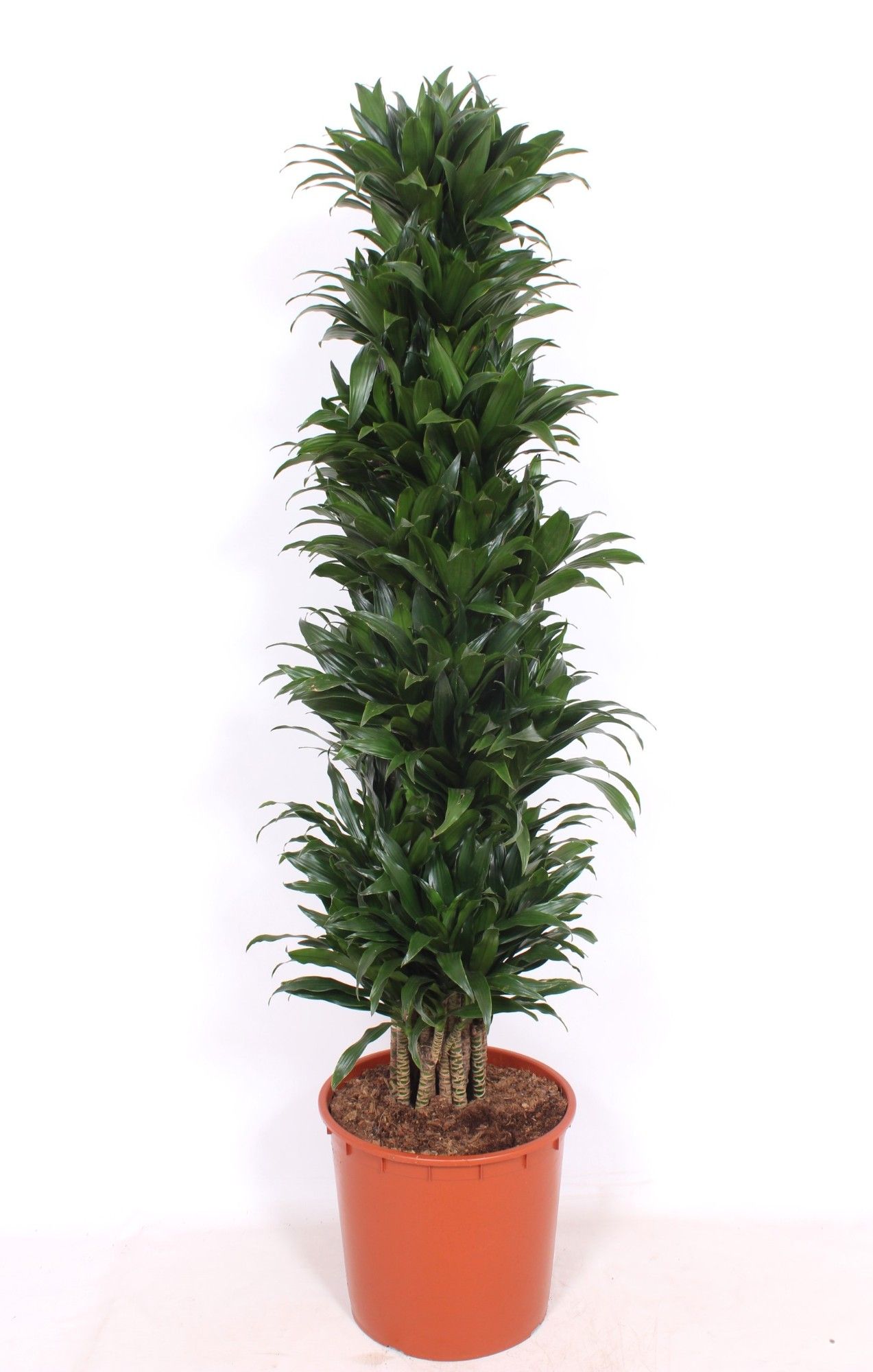 Dracaena Compacta, D 34