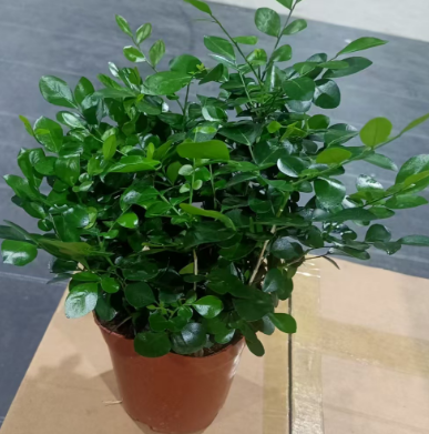 Муррайя экзотика 14 15 25