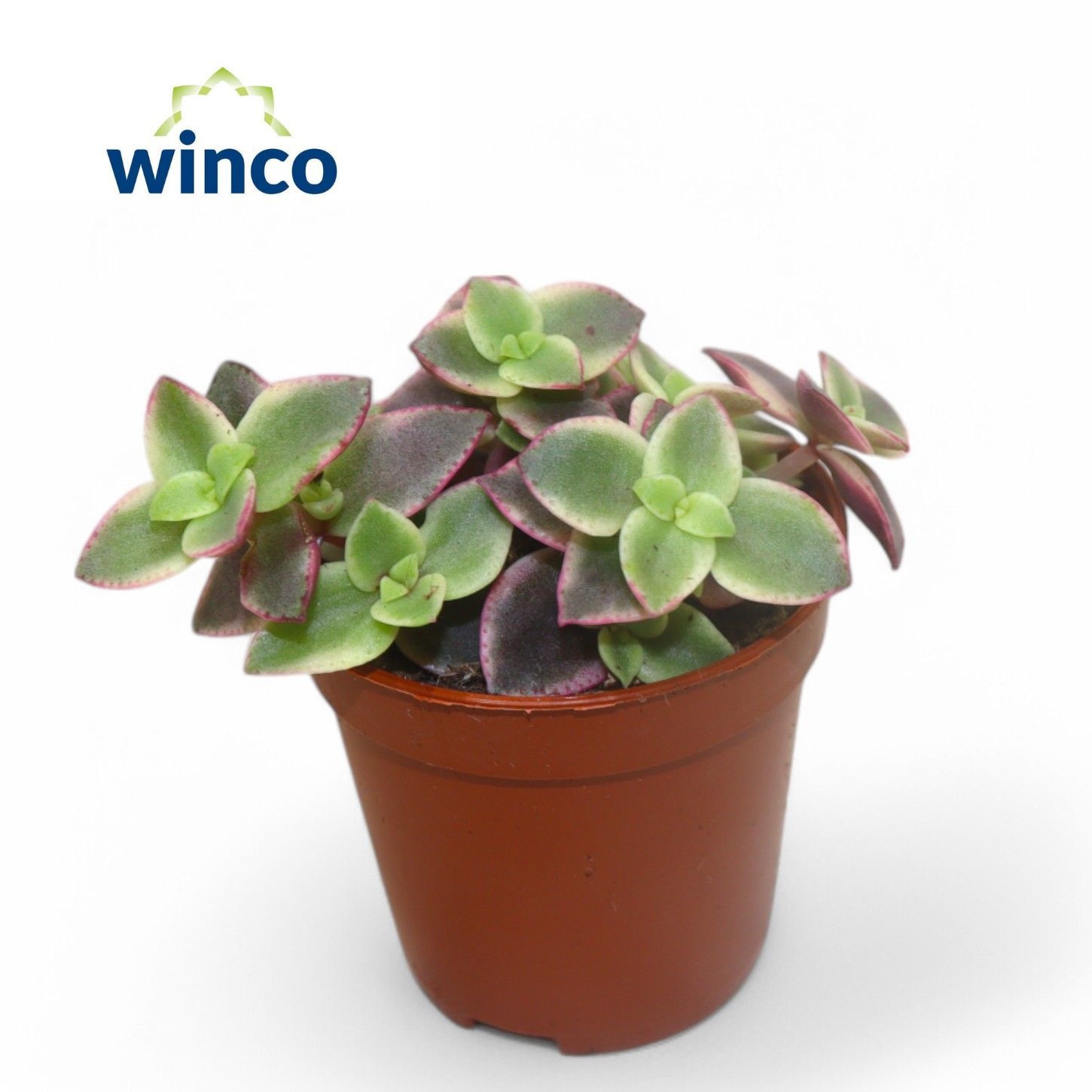 Crassula Marginalis, D 5,5