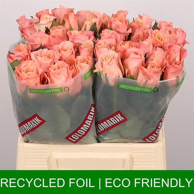 Роза од. Мисс Пигги+ 40, шт.