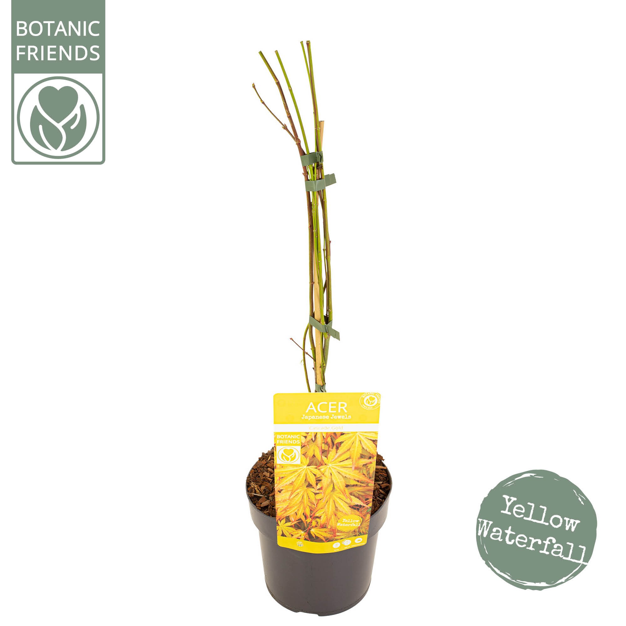 Acer palm. 'Cascade Gold' ®, D 19
