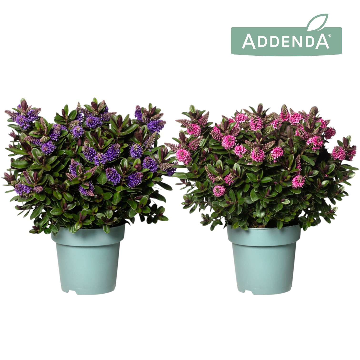 Hebe Addenda® Vinoa® Mix tray P15, D 15