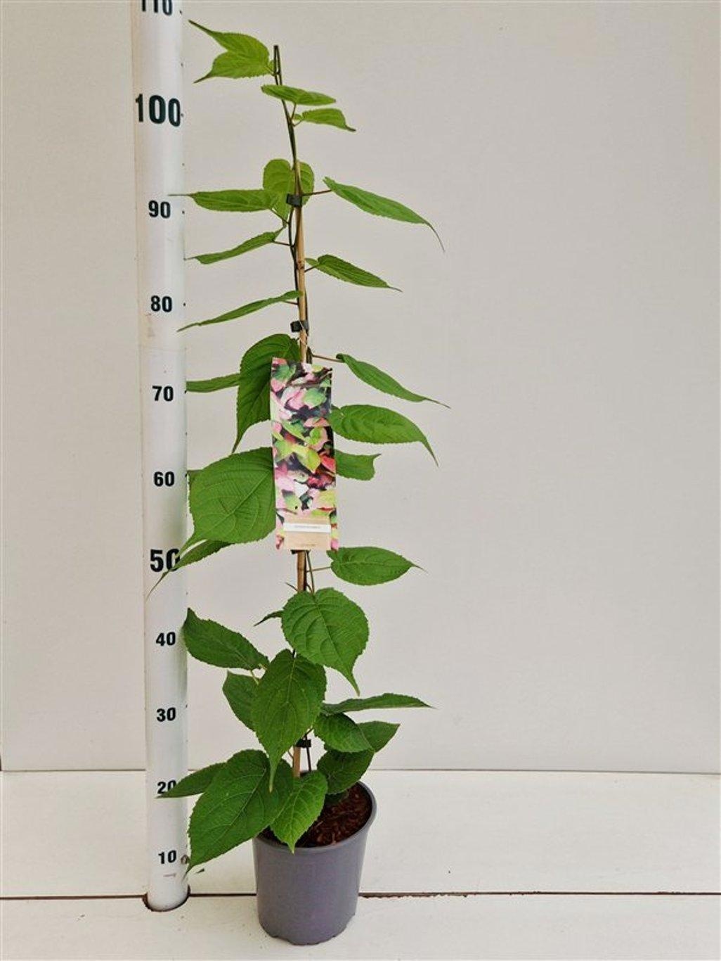 Actinidia kolomikta, D 17 cm