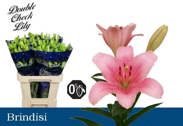 Лилия Бриндизи 85, шт.