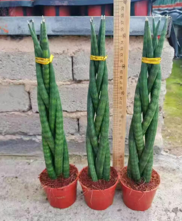 Сансевиерия цилиндрика коса 11 40 11 25