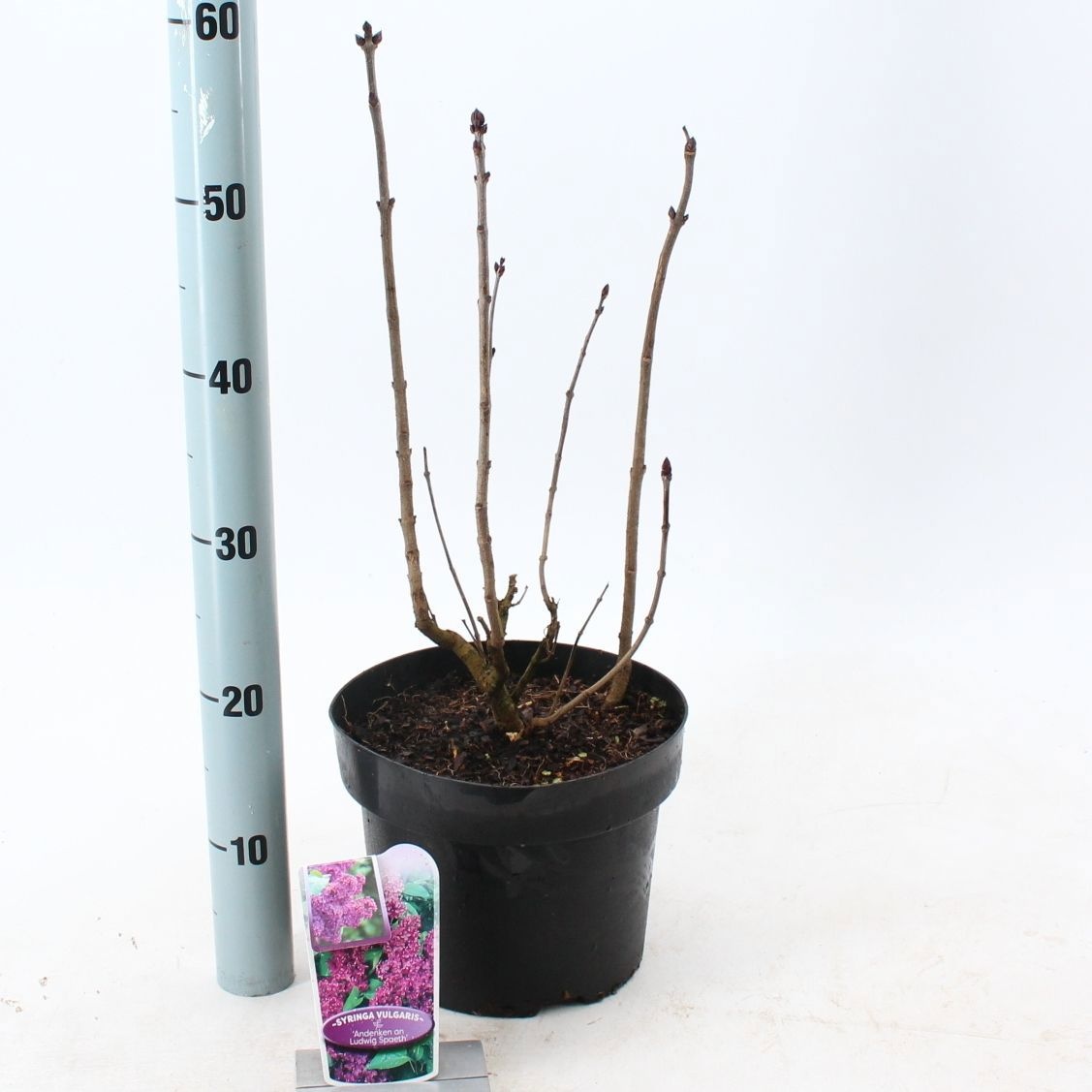 Syringa vulg. 'Michel Buchner', D 23