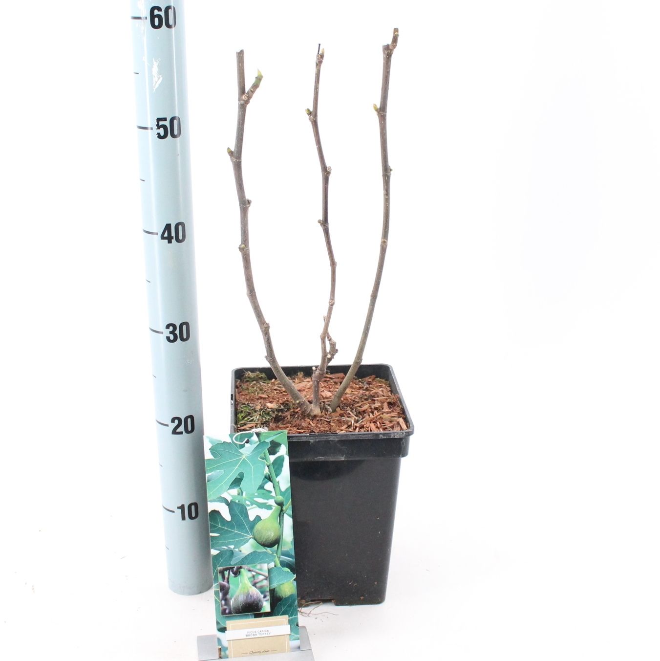 Ficus carica 'Brown Turkey', D 23